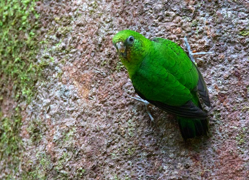 绿侏儒鹦鹉,世上最小的鹦鹉,只有几厘米大,飞行没有声音