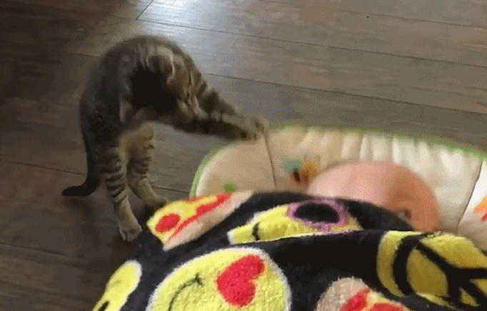 猫咪摇宝宝睡觉 人模人样 宝妈:请了一位超萌