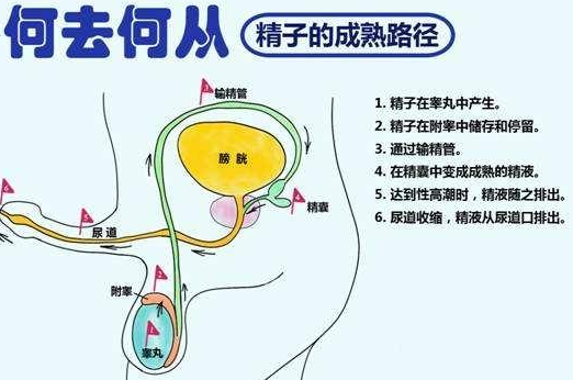 精子形成图示图片