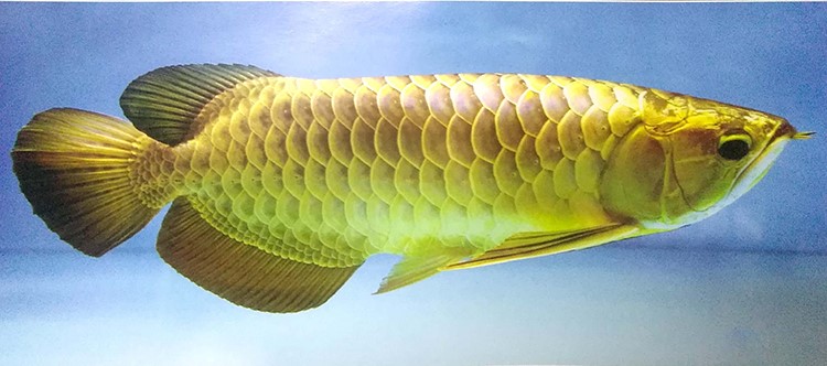 大马鱼 - 热门商品专区