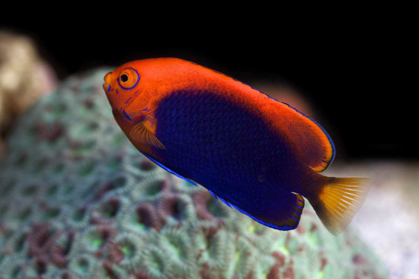 荆眼刺尻鱼知识科普,教你轻松识别荆眼刺尻鱼