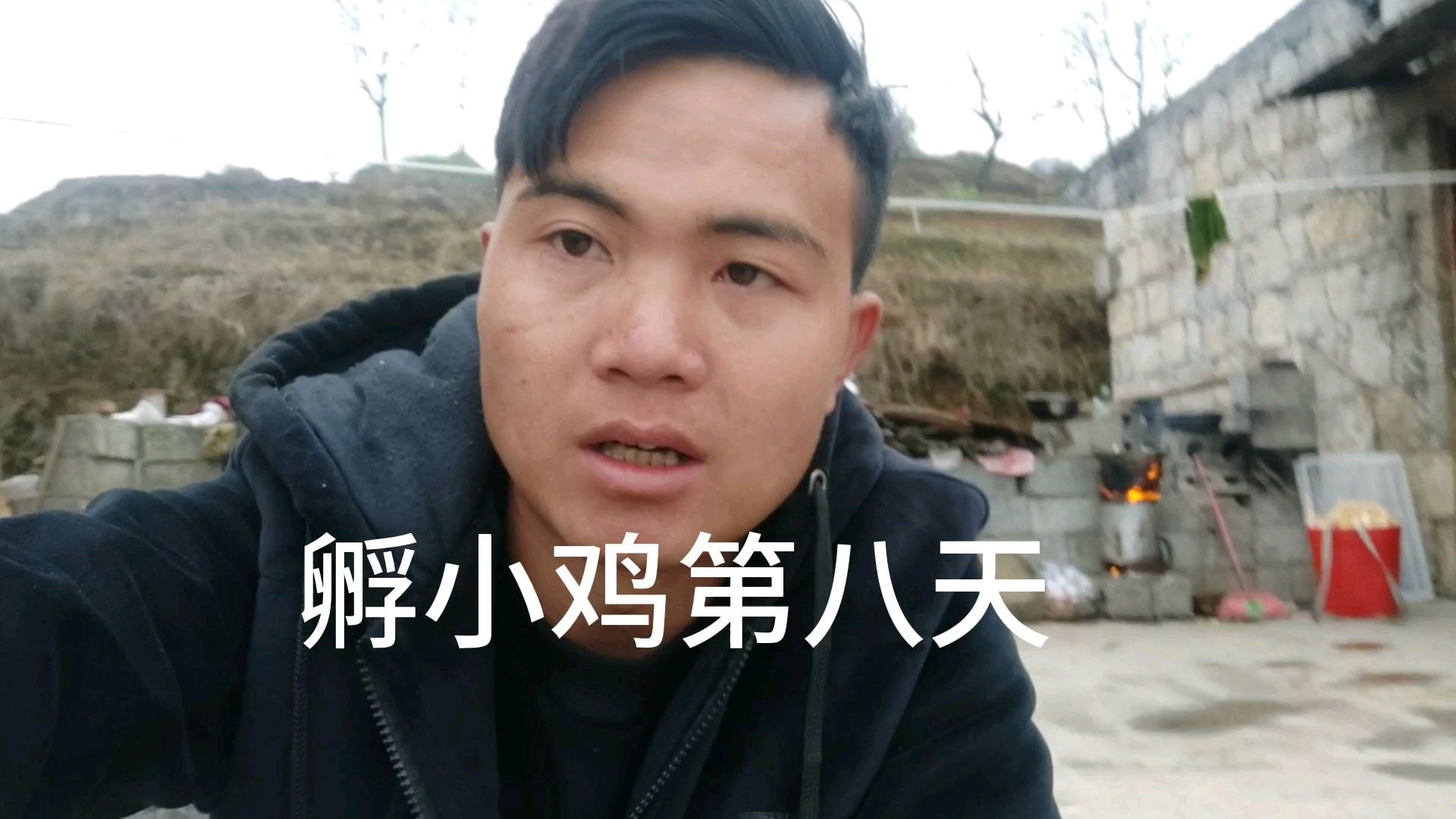 今天孵小鸡第八天了,到底需要多久呢