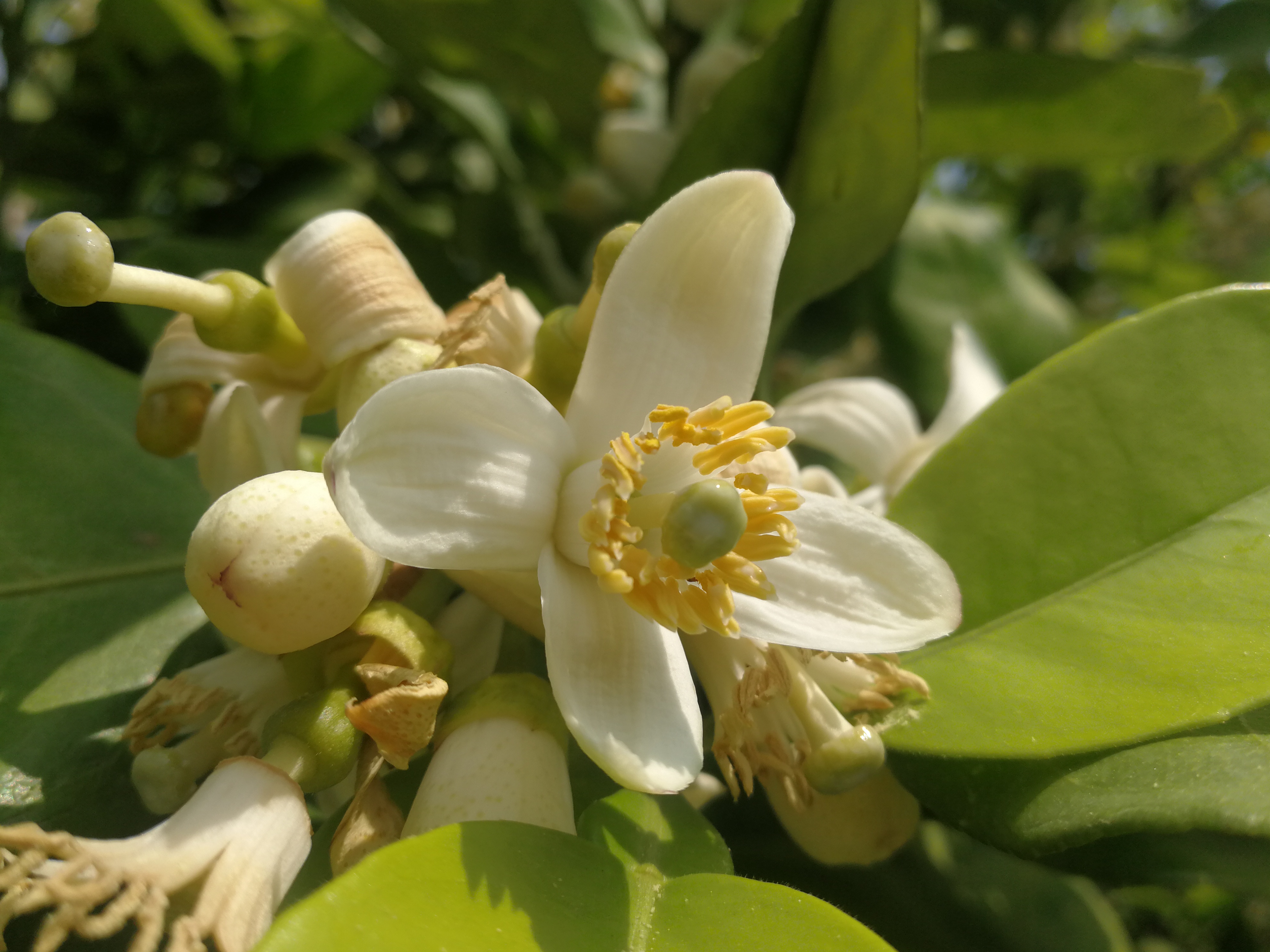 花树- 热门商品专区