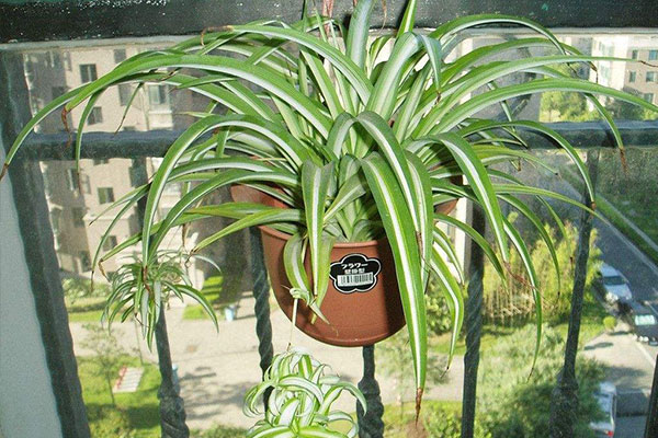 8种好养的喜阴植物,给点水就能活,在角落也能长得很棒!