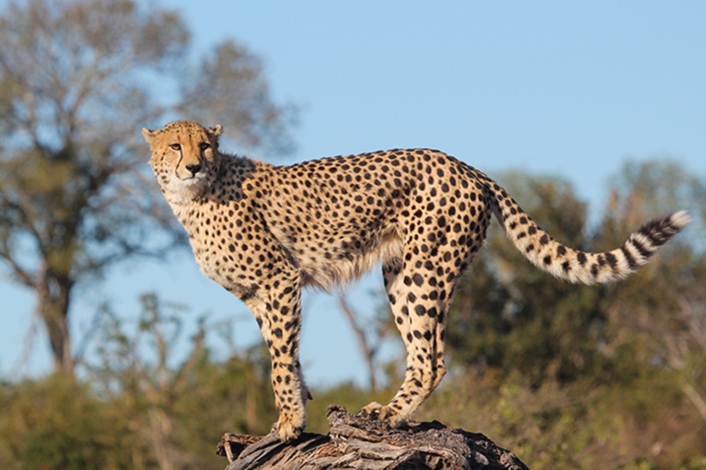 猎豹是速度最快的动物,为何还会被花豹捕杀,这一缺陷非常致命