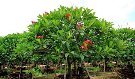 4月发文:盆栽花卉鸡蛋花的养护方法