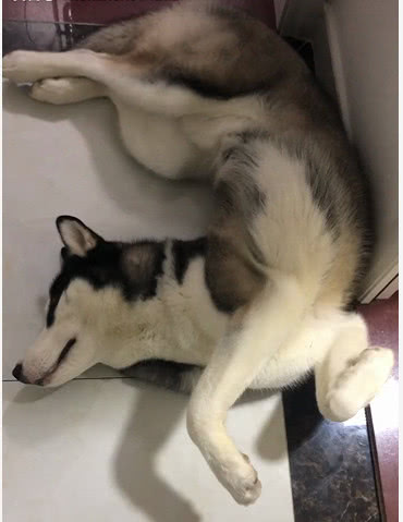 哈士奇的"销魂"睡姿,睡觉不忘凹造型:你看我美吗