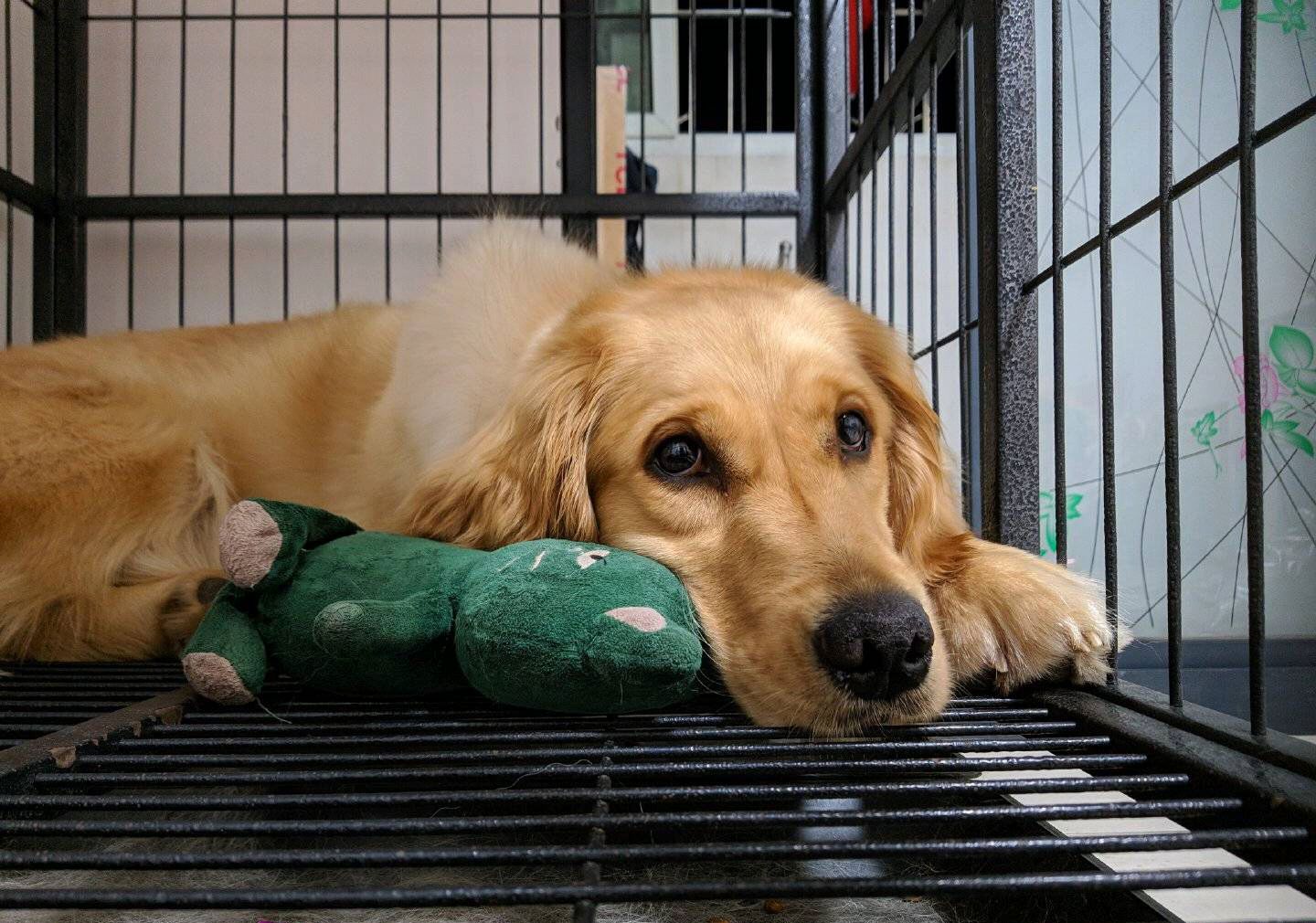 狗狗的无辜眼居然是为人而进化的!引人疼爱从而获得进化优势!