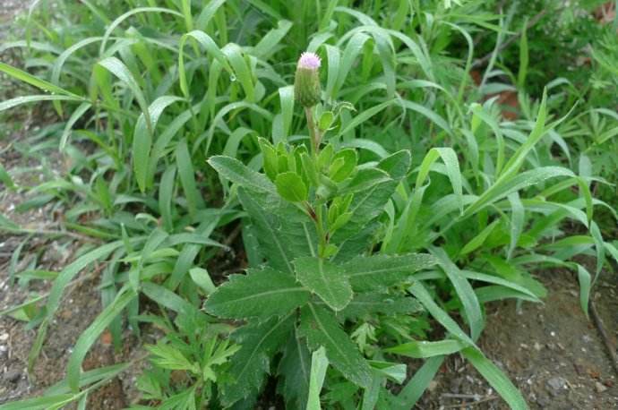 这种草被农民当杂草,却不知它还是个"宝",下次见到别错过了