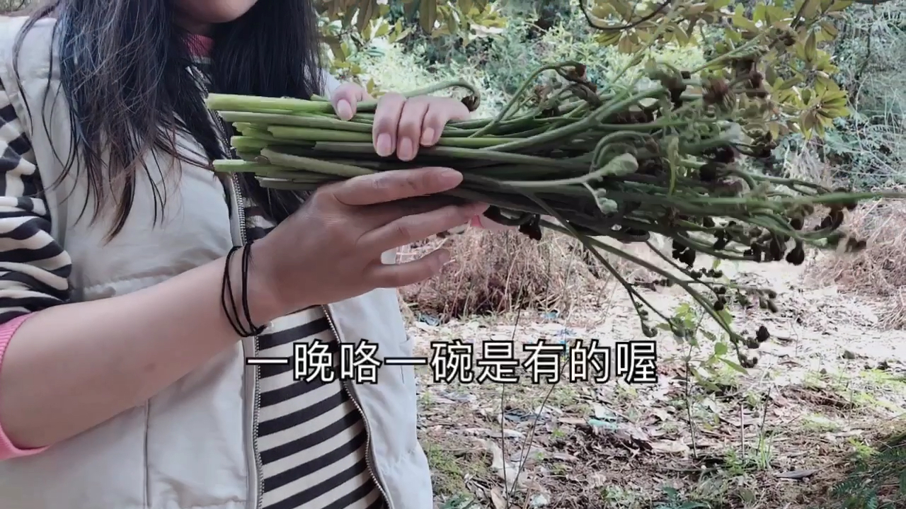 宝妈带女儿去山上摘蕨菜,听说蕨菜吃了致癌,女儿却吃的津津有味