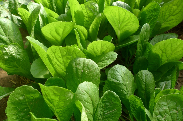 家庭小菜园:白菜(小白菜,青菜)的种植技术