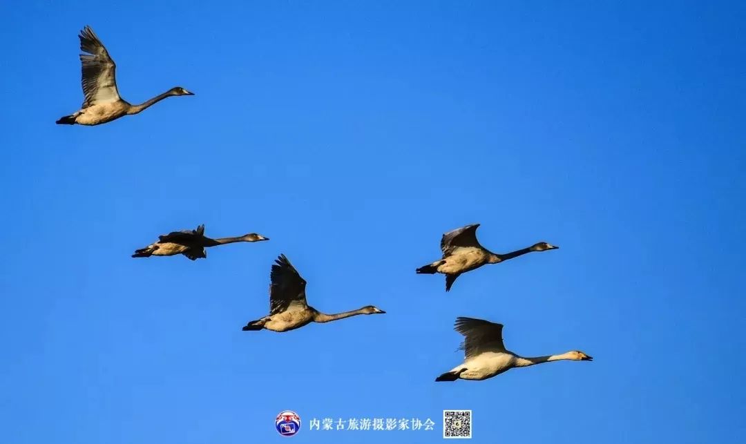 美图| 候鸟回归 增添靓丽风景