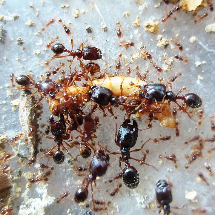 宽节巨首蚁知识科普,这些你可能不知道!