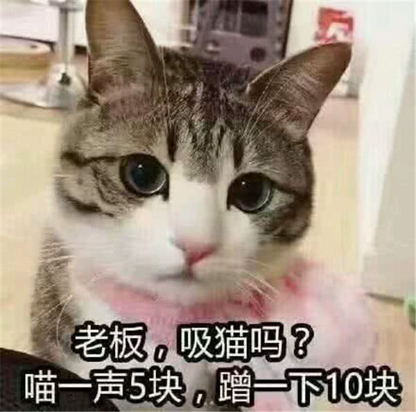 敲奶思小奶猫表情包:老板吸猫吗?喵一声5块,蹭一下10块!