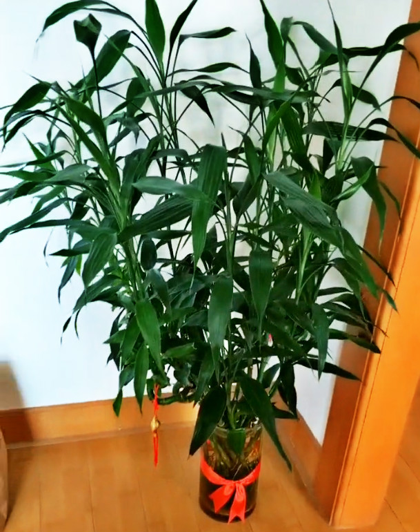 陈大哥养"富贵竹",只用2种过期药片,比营养液强"100倍"!