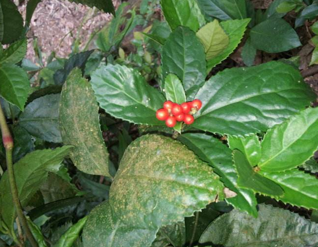 林中一种"满山香",风一吹满山香气,是"草珊瑚含片"重要原料