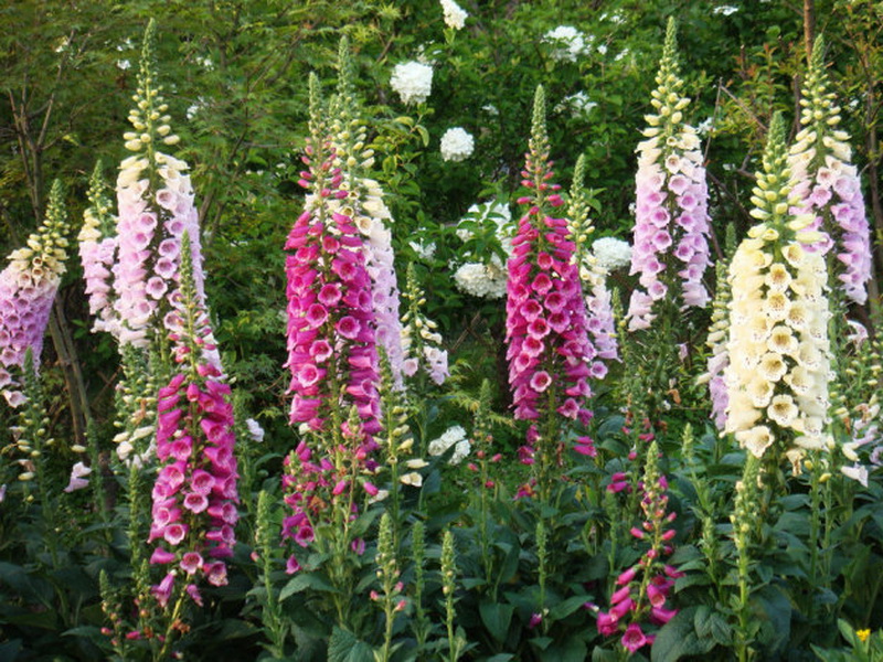 没想到这种植物,不仅有重要的药用价值,花也漂亮极了!值得收藏