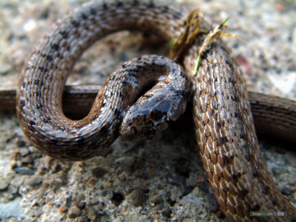 越努力越幸运的三大生肖,敢想敢做!