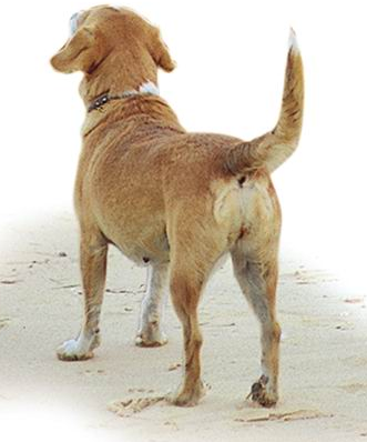 关于狗狗尾巴的小秘密,你们知道吗?