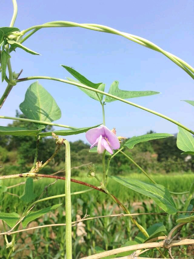 想不到,豇豆开花也很美