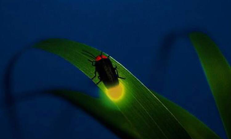 为什么萤火虫能够闪闪发光,它们发的光有什么区别吗?