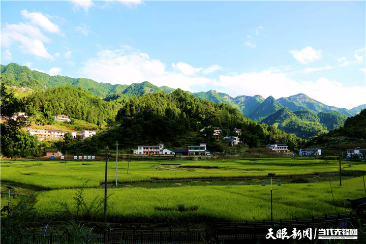 仙源镇福同村:稻田养鱼丰收忙