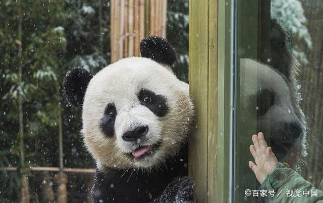 一級重點保護動物,