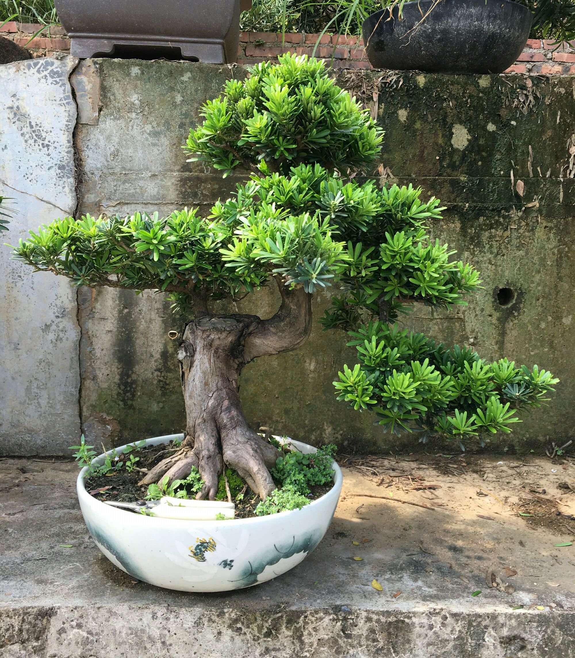 罗汉松盆景的松针叶子发黄了怎么回事?原因有6点