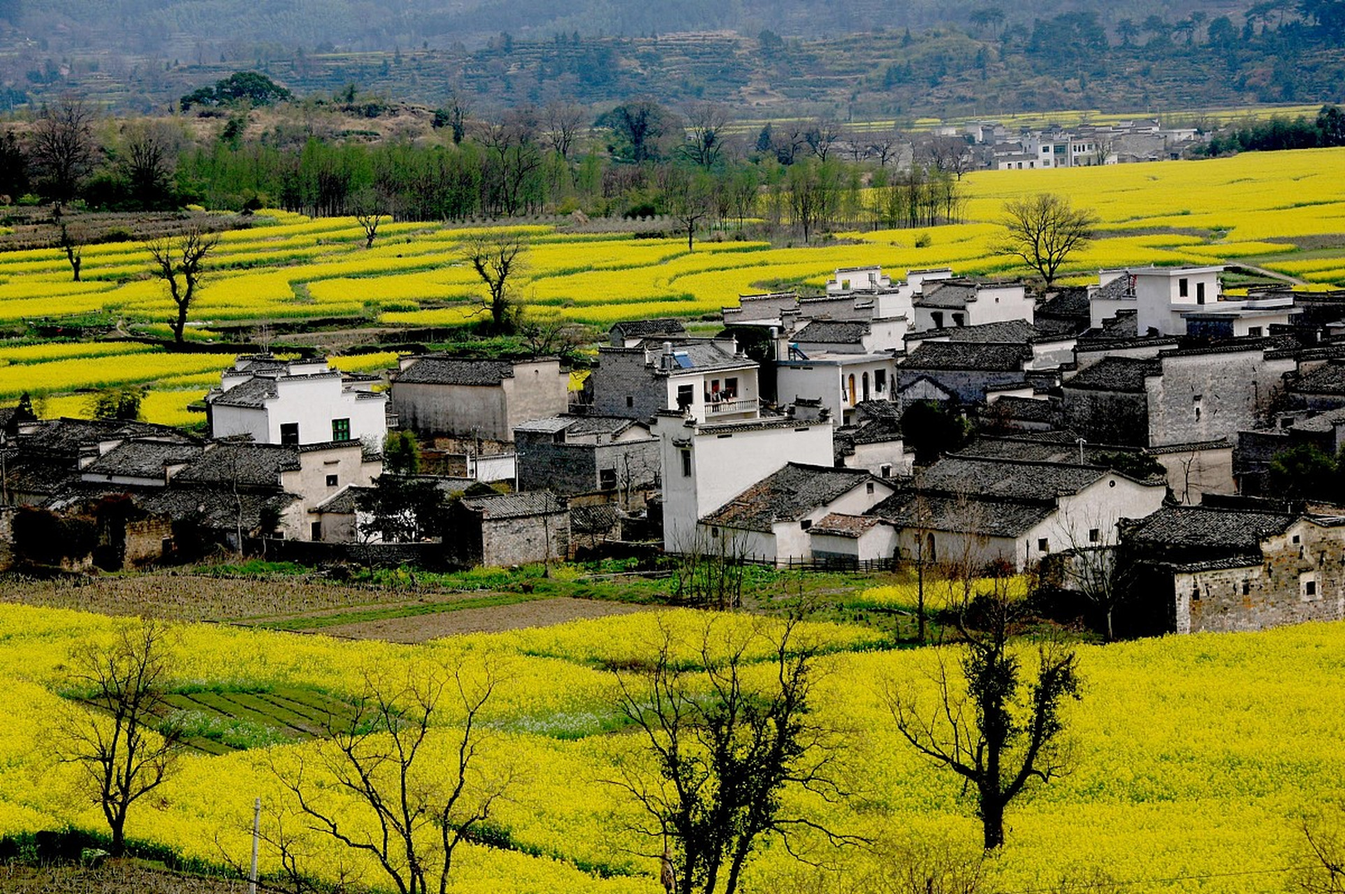 婺源油菜花是指婺源县一种美丽而蔚为壮观的人造景观,春季漫山遍野的