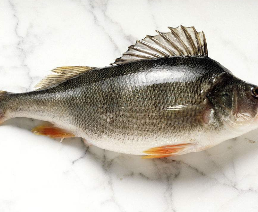 杨杨讲三农:淡水花鲈养殖的几个要点