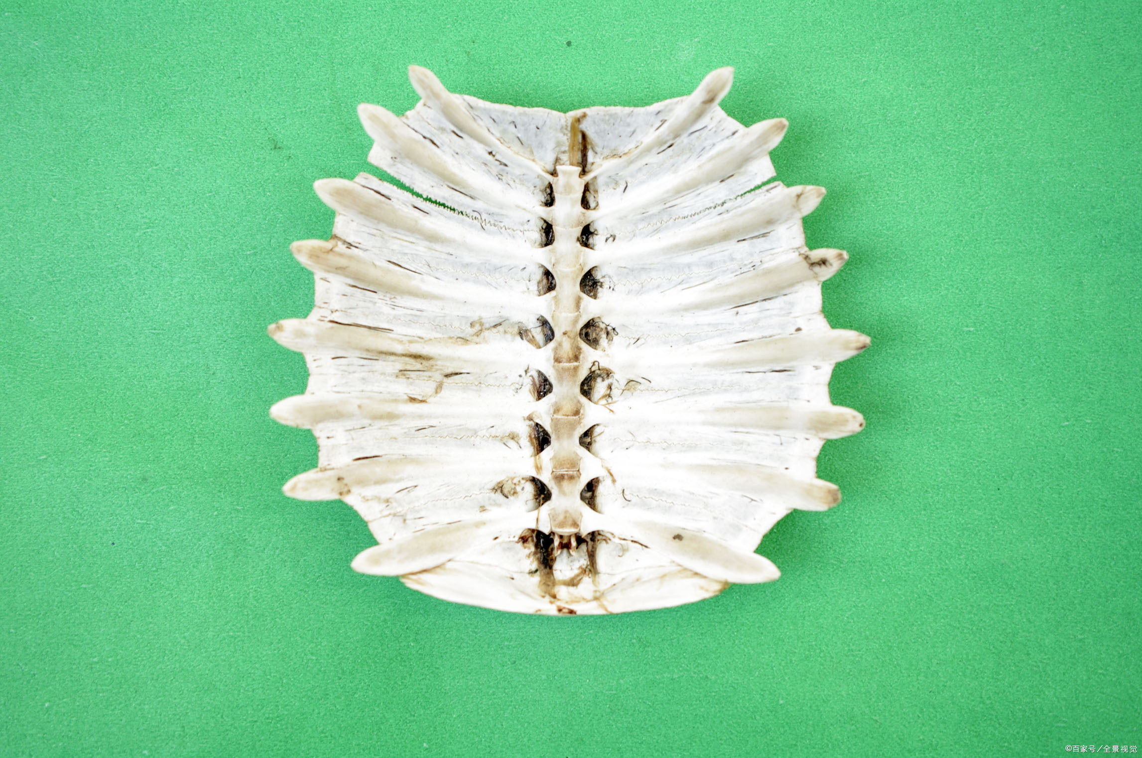 二,他们专门收的老鳖壳干什么去了