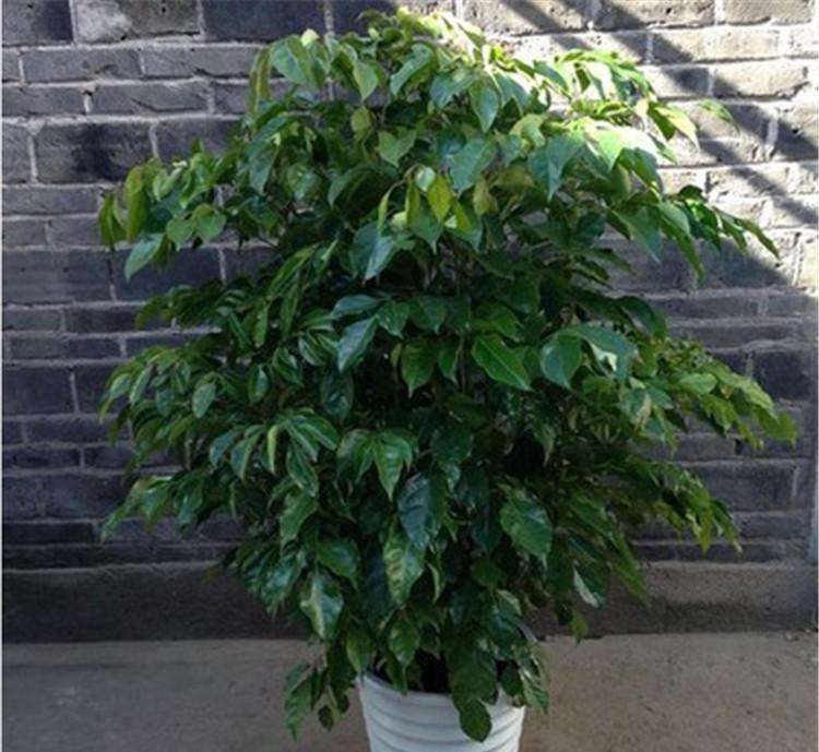 春节将近,家里养3种"吉祥树",好看又好养,空气清新,很实用