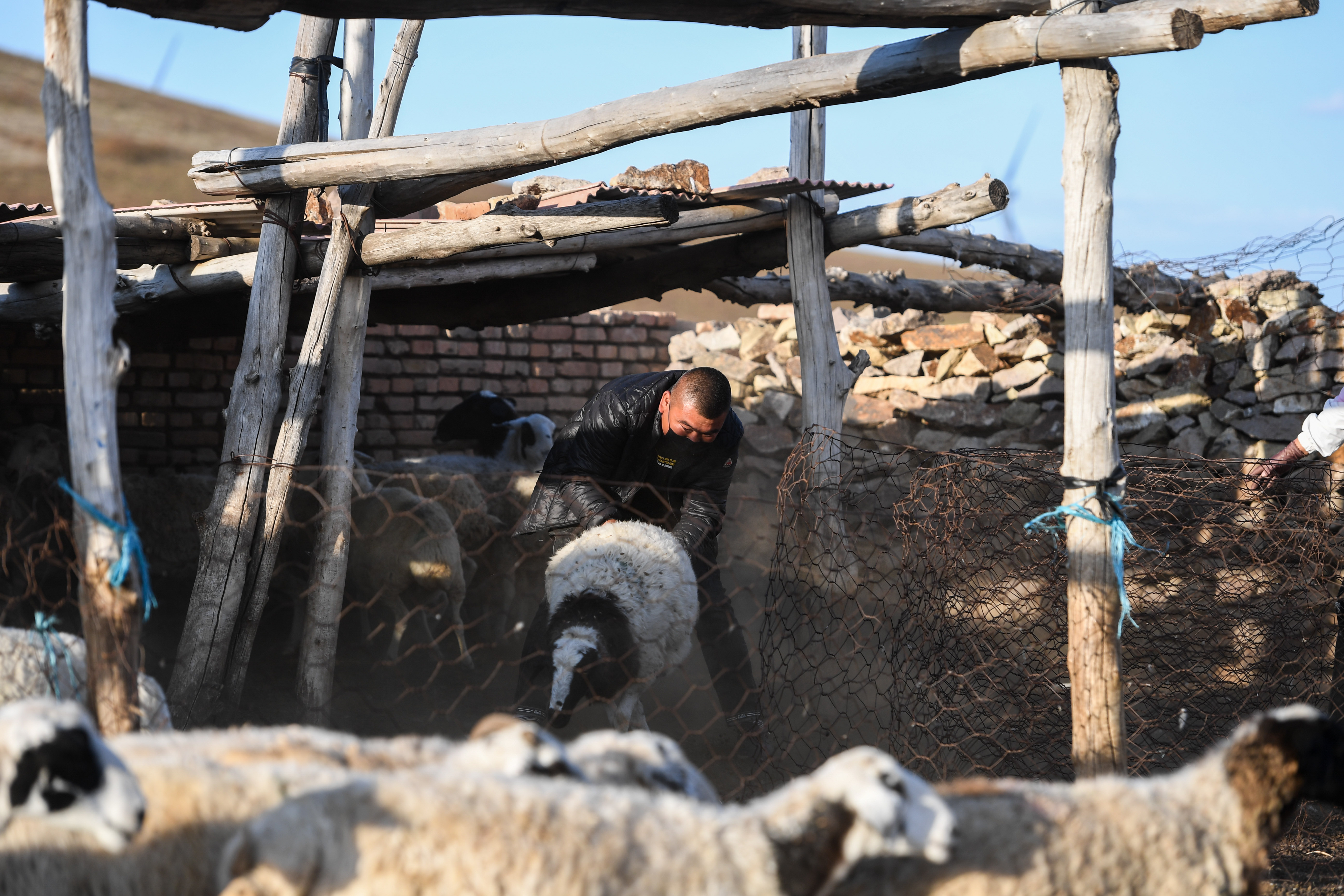 9月20日,东乌兰哈达嘎查牧民姚会在羊圈中抓羊准备售卖.