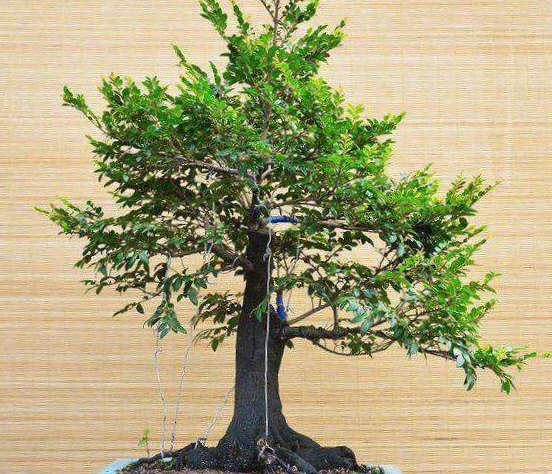 黑骨茶盆景美,你会采桩和栽培吗?