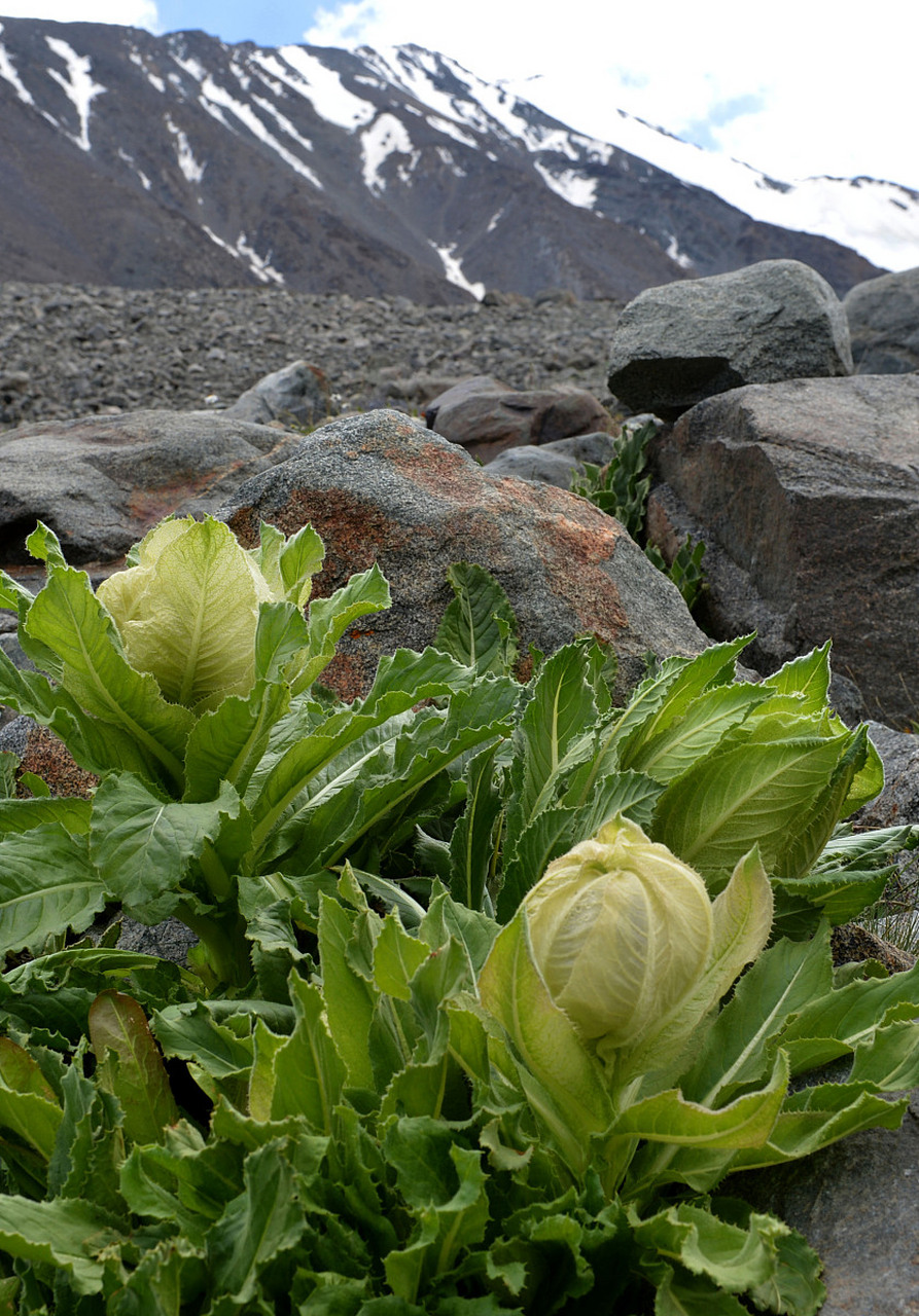 天山雪莲治骨质增生吗	 天山雪莲不能治骨质增生.