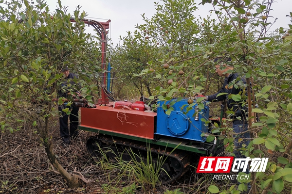 全国首台油茶果采摘机问世 效率相当于30个人工