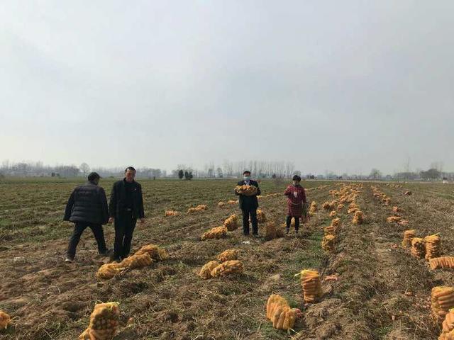 睢阳区高辛镇许王庄种植户王长青:胡萝卜滞销,求助帮忙