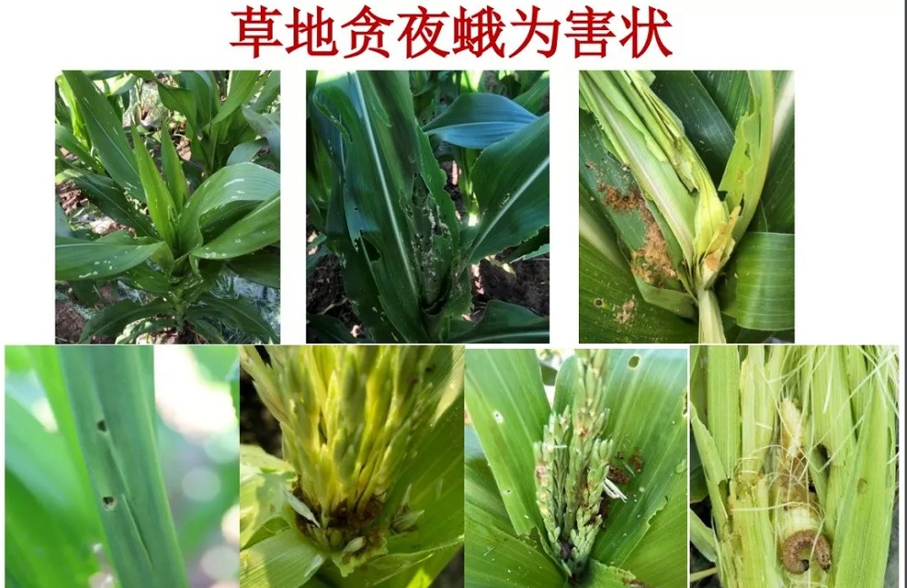 草地贪夜蛾外号"行军虫" 六七月份或蔓延至华北啃玉米