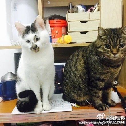 猫的颜值能低到什么程度?哈哈哈喵星人高贵美貌的人设崩了!