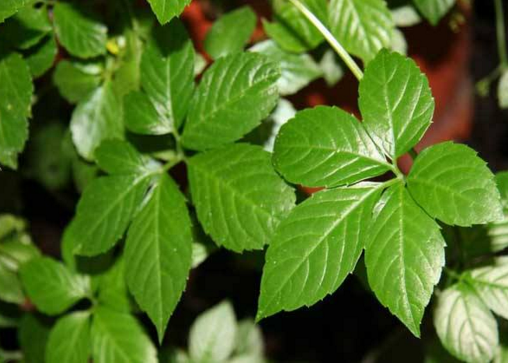 绞股蓝 - 热门商品专区