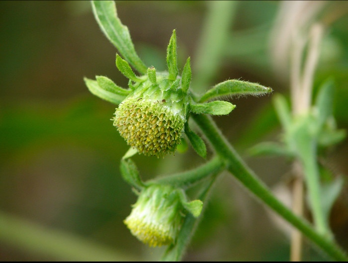 农村有一种招人厌恶的臭草,居然能治病