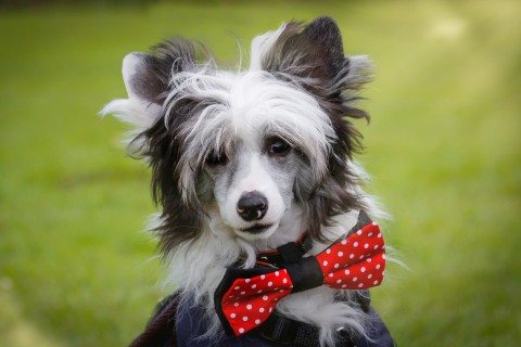 中国冠毛犬世界文明,冠毛犬简历,以及养护知识