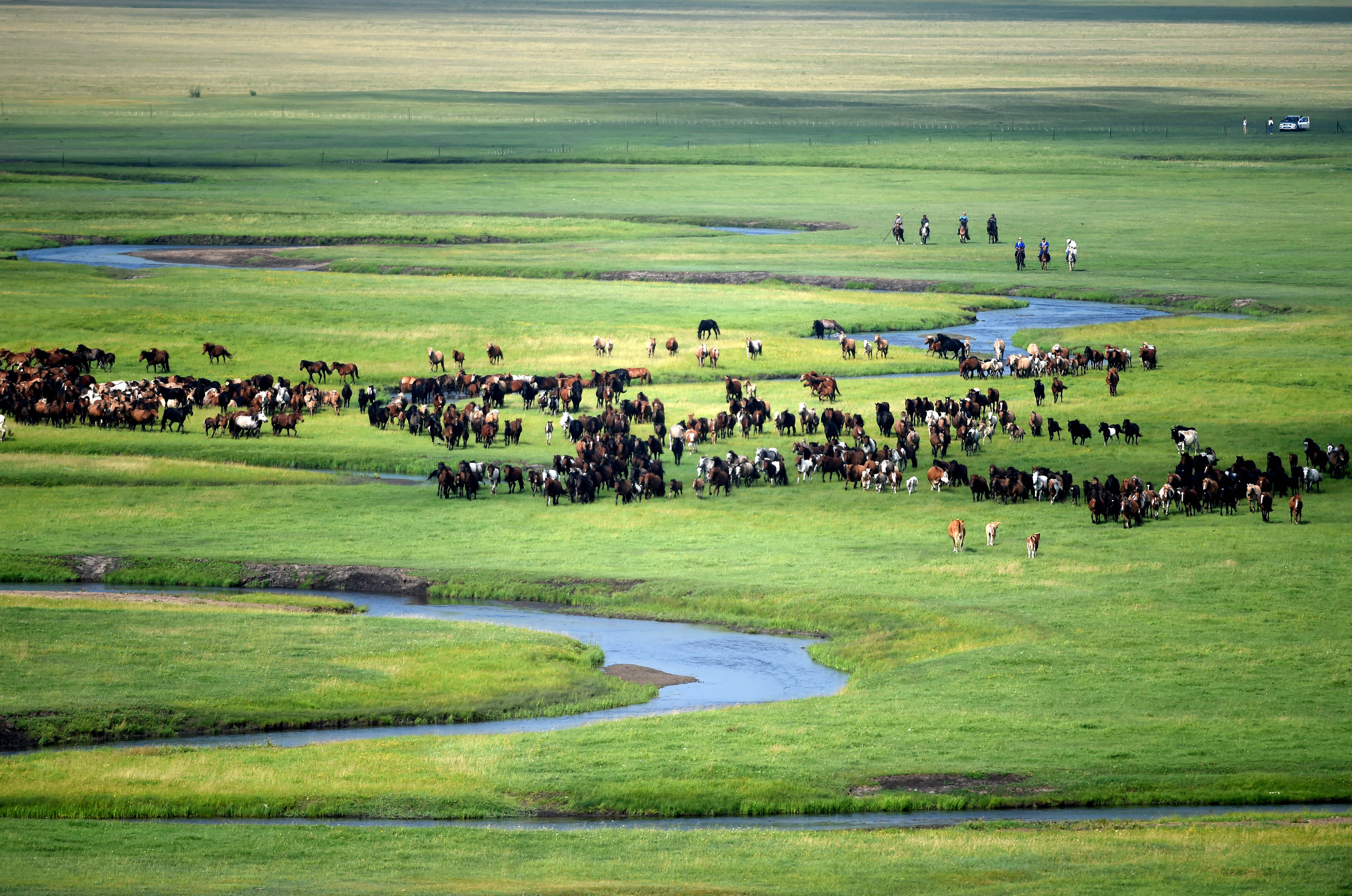 夏日草原 骏马奔腾