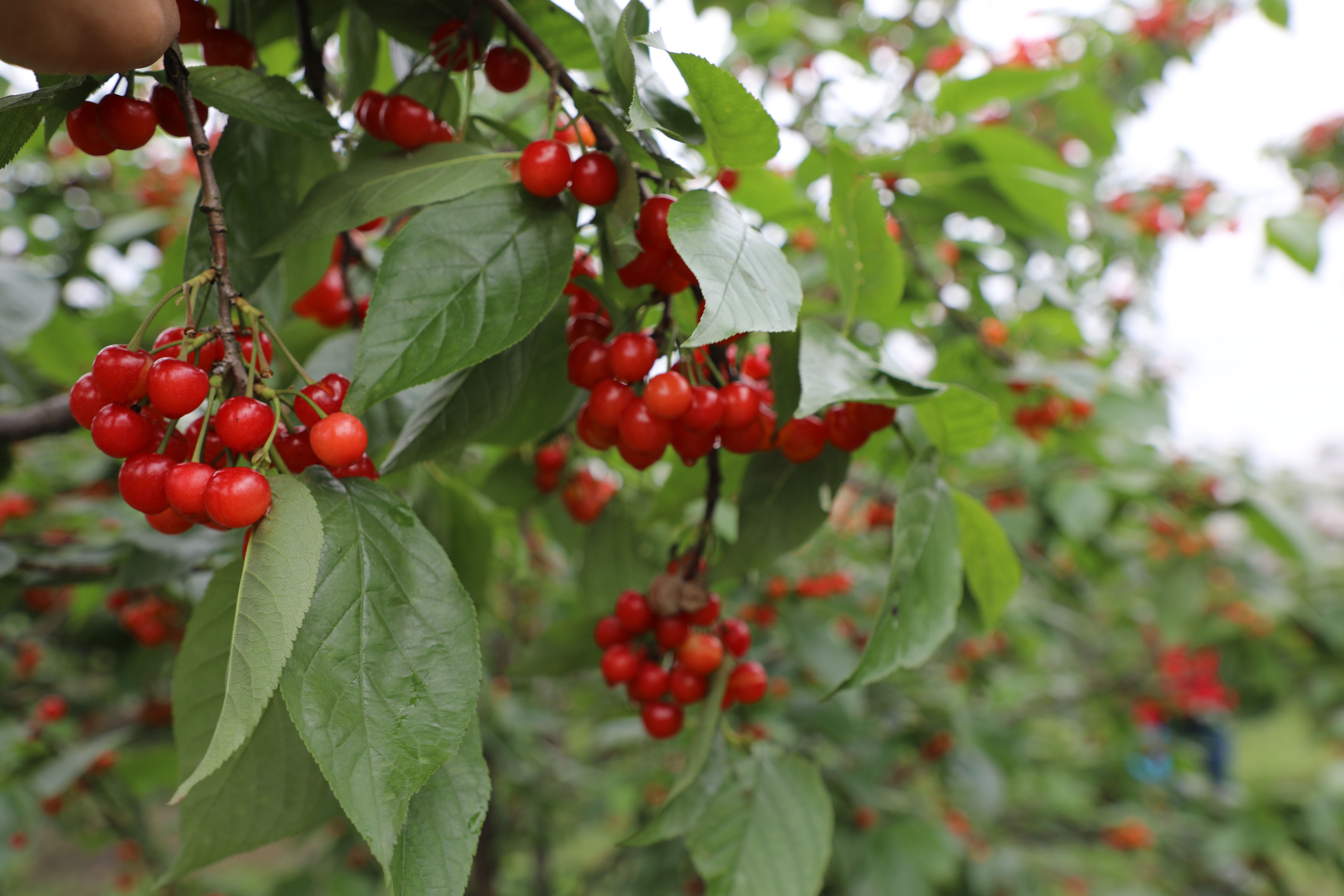 又是一年樱桃红,今年,你摘樱桃了吗?
