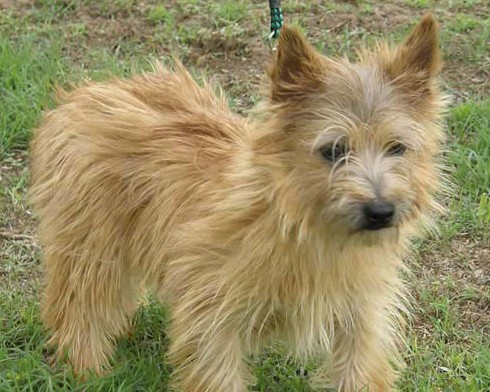 凯恩梗除捕猎外,还是游泳高手