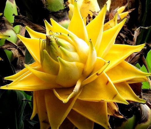 室内养"竹笋花",花朵似"莲花",花开压牡丹,花爆280天