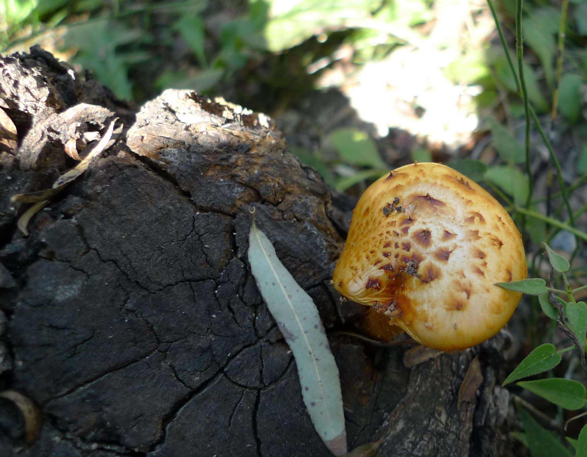 食用菌黄伞,人工栽培,要注意什么?