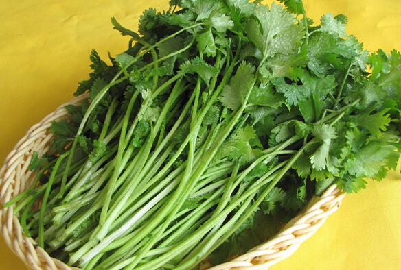 一 步骤 ,香菜的播种