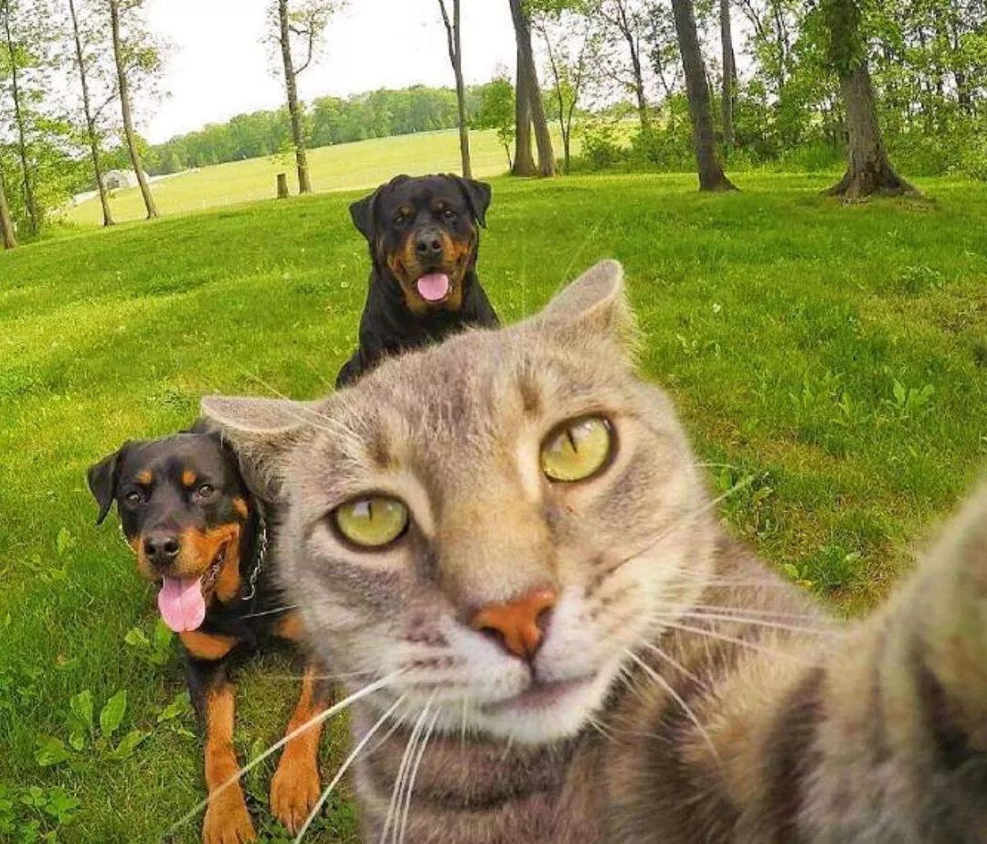 世界上最会自拍的猫非它莫属!