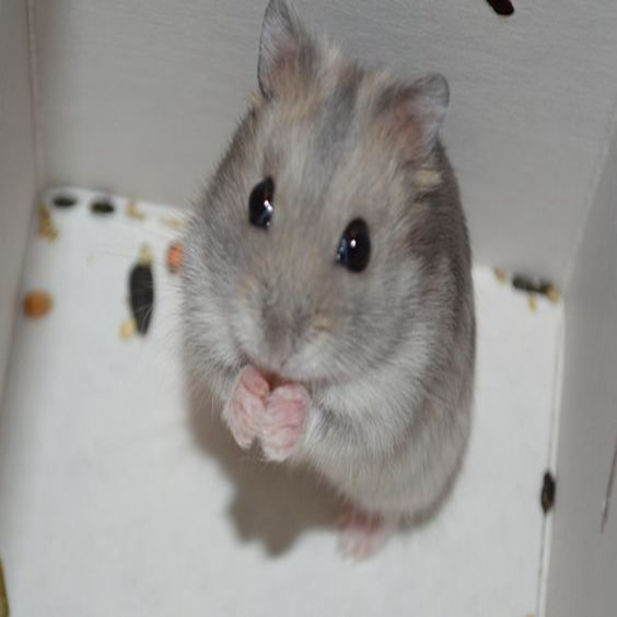 为避免买到星期鼠,我全靠这2种方式